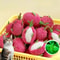Dragon Fruit Catnip Plush Chew Toy 0