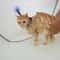 Pet Bathing Shower Fixing Collar Holder 1