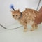 Pet Bathing Shower Fixing Collar Holder 1