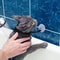 Pet Bathing Shower Fixing Collar Holder 3