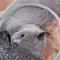 Adjustable Pet Recovery Cone Collar For Cats And Dogs 7