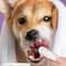 Disposable Pet Finger Toothbrush Wipes For Dogs And Cats 6