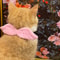 Pet Costume Set With Wings And Bow Tie Collar 2