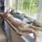 Sunny Window Cat Hammock Bed With Strong Suction Support 0