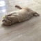 Catnip Plush Mouse Chew Toy Set For Cats 9