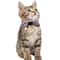 Adjustable Paw Print Breakaway Collar For Cats And Small Pets 6