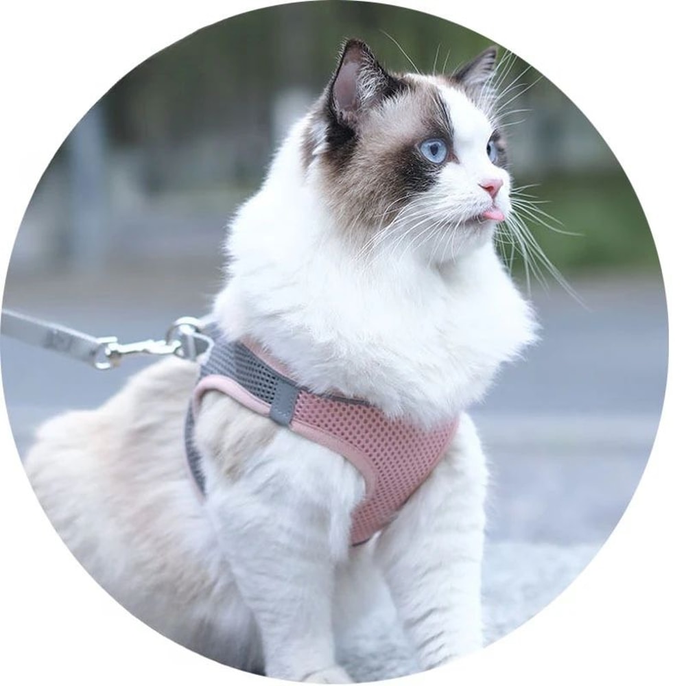 Reflective Breathable Adjustable Pet Harness And Leash Set 7
