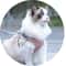 Reflective Breathable Adjustable Pet Harness And Leash Set 7