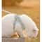 Reflective Breathable Adjustable Pet Harness And Leash Set 8