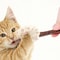 Natural Matatabi Cat Chew Stick For Dental Care And Play 6