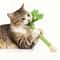 Natural Catnip Celery Chew Stick For Dental Care And Play 0