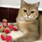 Colorful EVA Rainbow Ball Toy For Cats And Small Pets 6