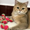 Colorful EVA Rainbow Ball Toy For Cats And Small Pets 6