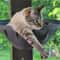 Wall Mounted Foldable Cat Hammock Bed For Sleeping And Climbing 6