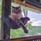 Wall Mounted Foldable Cat Hammock Bed For Sleeping And Climbing 7