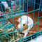 Cooling Pet Mat Bed For Dogs And Cats 6