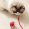 Interactive Smart Rolling Ball Cat Toy 8