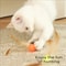 Interactive Elastic Ball Cat Toy With Feather 1