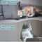 Smart Rechargeable Laser Cat Collar Interactive Pet Toy 11