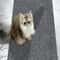 Self Adhesive Cat Scratching Wall Protector Mat 3