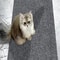 Self Adhesive Cat Scratching Wall Protector Mat 3