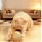 Interactive Sisal Cat Scratching Ball Toy With Sound 2