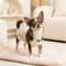 Pearl Style Adjustable Cat Collar With Bell Necklace 2