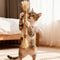 Cat Mint Teeth Cleaning Chew Stick Interactive Toy 0