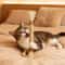 Cat Mint Teeth Cleaning Chew Stick Interactive Toy 3