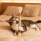 Cat Mint Teeth Cleaning Chew Stick Interactive Toy 3
