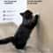DIY Self Adhesive Cat Scratching Mat Protector 5