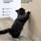DIY Self Adhesive Cat Scratching Mat Protector 5