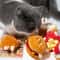 Catnip Plush Food Shaped Chew Toy 3