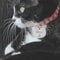 Personalized Stainless Steel Pet ID Tag With Engraving 5