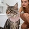 Waterproof Cat Recovery Neck Brace Collar 5
