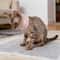 Waterproof Cat Recovery Neck Brace Collar 6