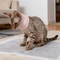 Waterproof Cat Recovery Neck Brace Collar 6
