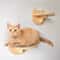 Modern Cat Wall Climbing Shelf And Activity Set 5