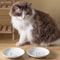Ceramic Anti Slip Kitten Feeding Bowl 5