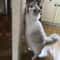 Natural Sisal Rope For Cat Scratching Posts And Cat Trees 5