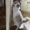 Natural Sisal Rope For Cat Scratching Posts And Cat Trees 5