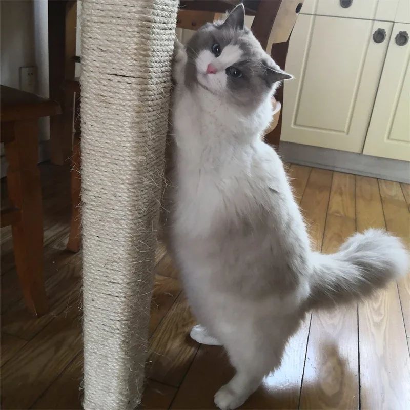 Natural Sisal Rope For Cat Scratching Posts And Cat Trees 5