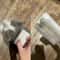 Pet Grooming Tongue Massage Brush For Cats And Dogs 3