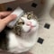 Pet Grooming Tongue Massage Brush For Cats And Dogs 4