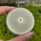 Natural Selenite Charging Plate Quartz Crystal Disk For Home Decor Energy Refresh 2