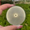 Natural Selenite Charging Plate Quartz Crystal Disk For Home Decor Energy Refresh 5