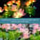 SolarGlow Solar Flower Lights Decorative Outdoor LED Garden Lights 2