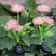 SolarGlow Solar Flower Lights Decorative Outdoor LED Garden Lights 4