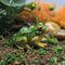 Charming Frog Resin Garden Ornament Mini Landscape Bonsai Decoration 4
