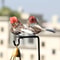 NaturalLook Feather Sparrow Decorative Birds 2Pack Realistic Artificial Bird Decoration For Garden 4